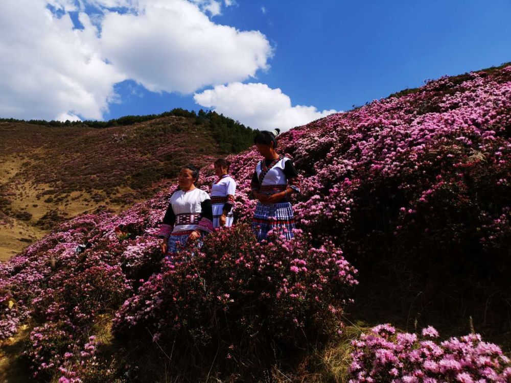 禄劝马鹿塘乡4000多亩杜鹃花开啦