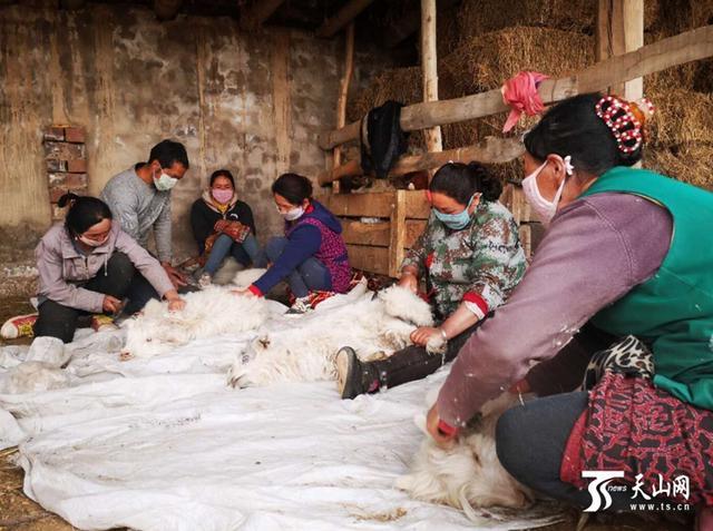 艾则孜·那斯尔家忙着抓羊绒山羊绒是山羊越冬时在毛根部长的一层绒毛