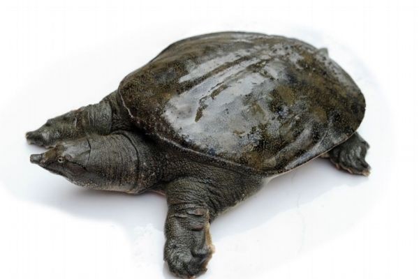 "偷走"肝脏健康的四种行为,喝酒排第二,排第一的很少人重视