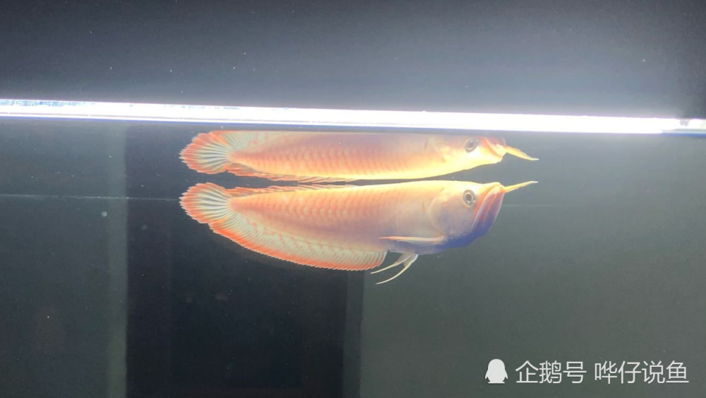 的"乌鲤",可从没有见过有哪位锦鲤玩家拼命去找寻一条银色的白金锦鲤