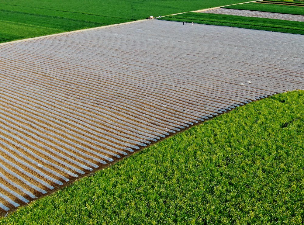 这是洛阳市洛宁县小界乡一处油菜,西瓜,小麦间种的农田(4月13日摄,无