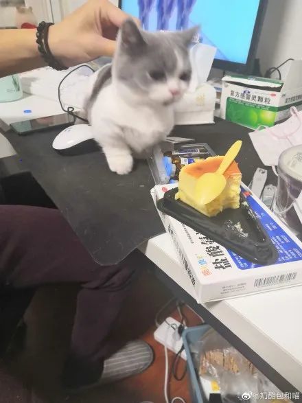 ▼@奶酪包和喵(差点没看见猫)没有一顿饭能让我安安静静的吃完▼@十全