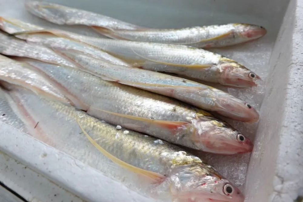 刀鱼和刀鱼馄饨主角和备胎