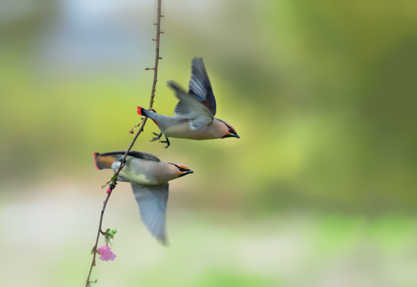 草长莺飞四月天这十张照片浓缩了杭州最美的春天