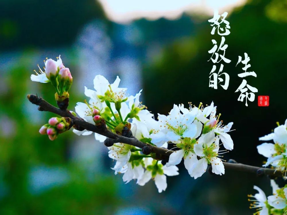 怒放的生命(毛阔国/摄)旗帜飘扬(余齐静/摄)设计/雷  翔编辑/余齐静