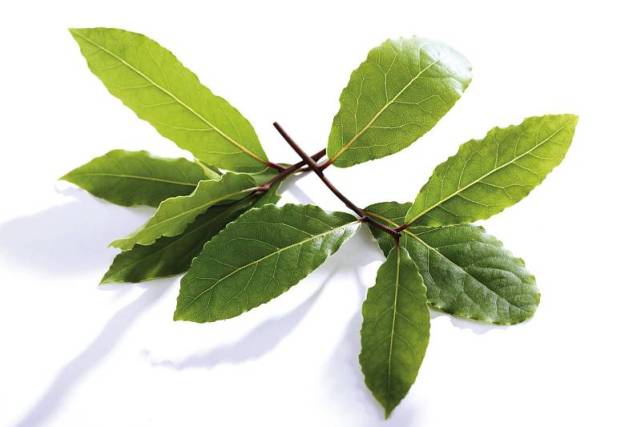 香叶是什么树木的叶子 香叶树能够在河南 陕西种植吗 月桂叶 河南 月桂树 香料