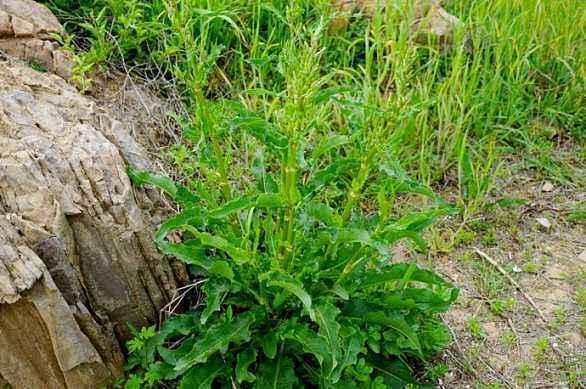 一下雨就冒出来的"皱叶酸模",根系似人参,价值高你见过吗?