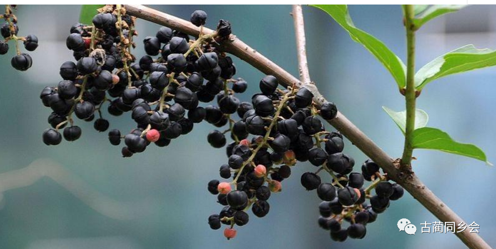 三是误食马桑果后会出现兴奋,痉挛,呕吐等一系列中毒症状,频繁的强直