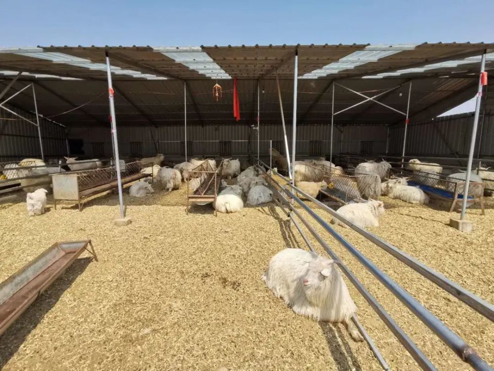 岫岩:带动村中贫困户 肉羊养殖助脱贫