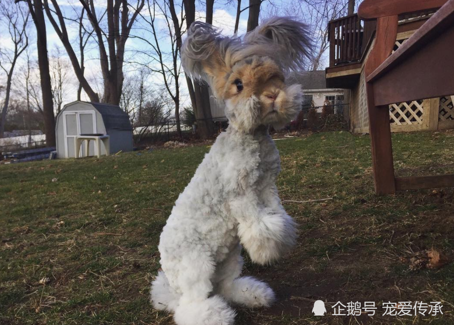 来自美国麻省的安哥拉兔wally在网上人气高企,不少媒体都争相访问它