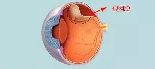 視網膜是眼球的一個組成部分,是眼睛的成像部位,位於眼球壁的內層,像