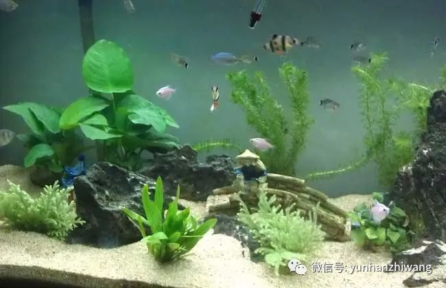 水草能产生氧气吗 腾讯新闻