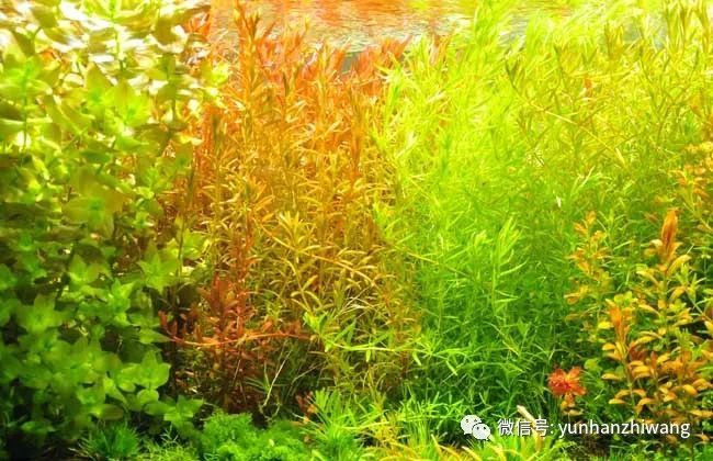 水草发黄怎么办 腾讯新闻