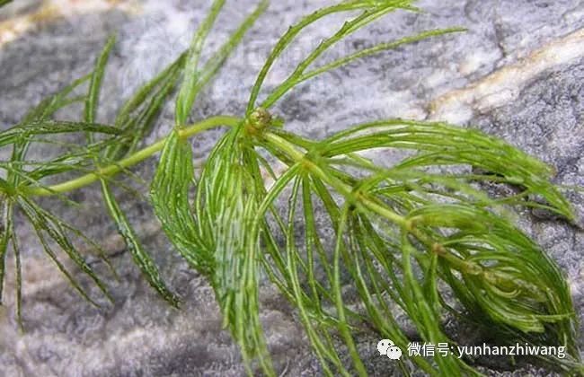 小鱼缸养什么水草 腾讯新闻