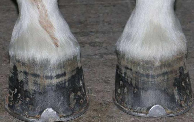 马为什么非得打马蹄铁?没有钉马掌的马,脚趾最后都成了这幅惨样