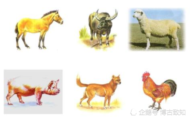 家畜的起源与驯化_腾讯新闻