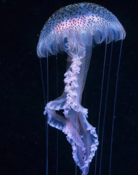 灯塔水母有永生能力的生物