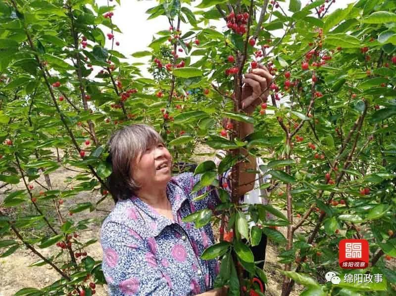 恩特er红了抿抿甜绵阳周边最新采摘路线已备好周末约起
