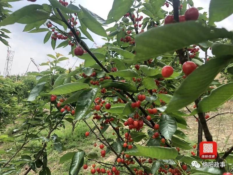恩特er红了抿抿甜绵阳周边最新采摘路线已备好周末约起