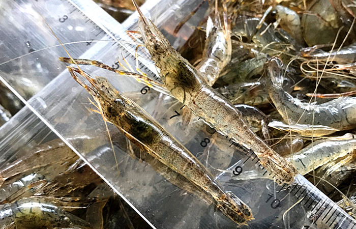 河虾和海虾有什么区别为什么海虾更贵哪种营养好涨知识了