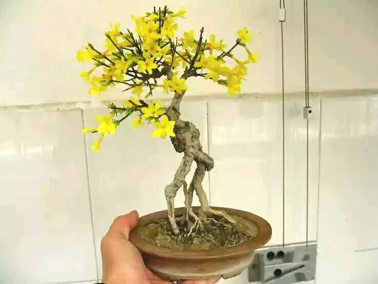 迷你桑葚盆景迷你栀子花盆景迷你绣线菊盆景迷你玉兰盆景迷你葡萄盆景