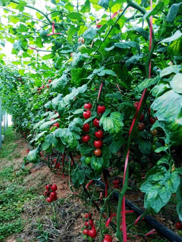 飙出汁来的千禧圣女果爱心助农我们在行动