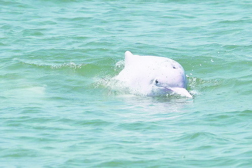 厦门海域的中华白海豚.晚报拍客刘凡 摄