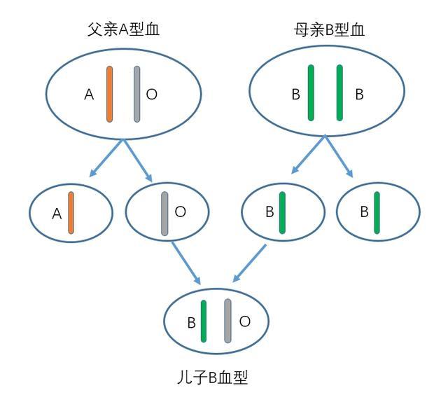 这就是关于血型分类的科学原因,以及血型遗传的规律.