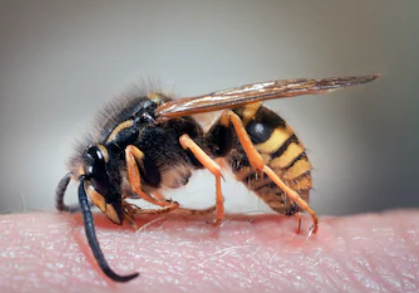 被马蜂,蝎子,蜈蚣等叮伤蜇伤,在伤处涂抹些牙膏,可消肿,止痛,止痒.