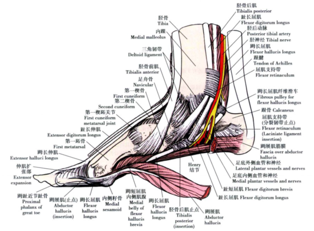 踝关节解剖分析