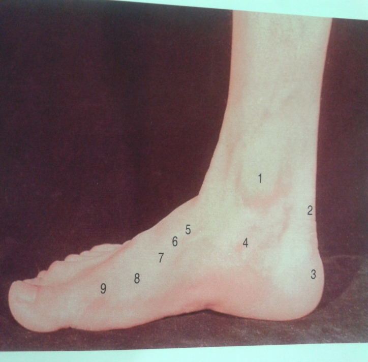 踝关节解剖分析