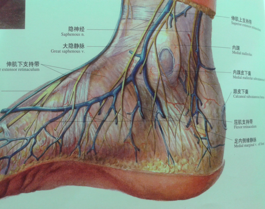 踝關節解剖分析