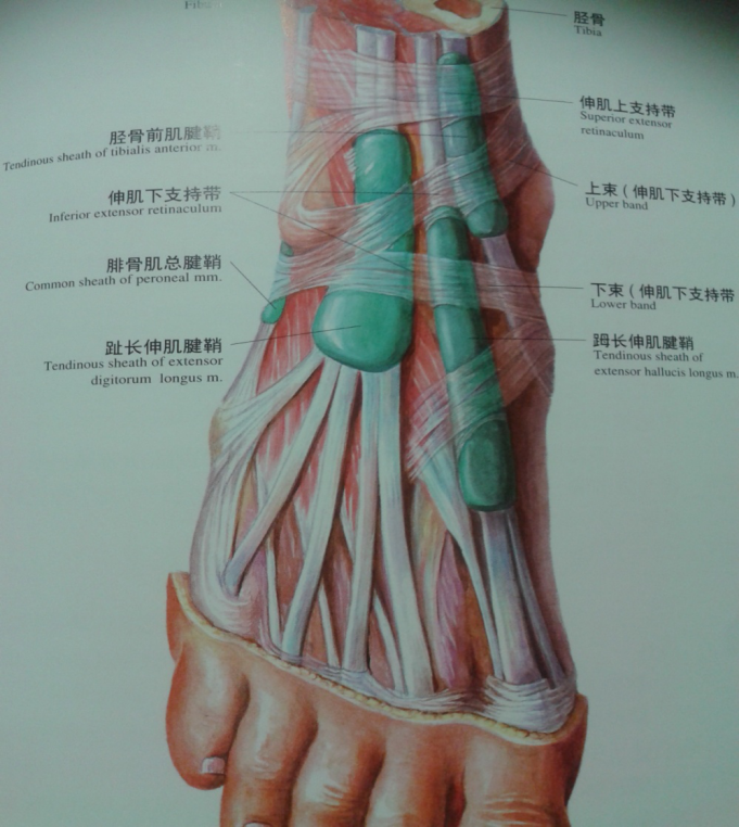 踝关节解剖分析