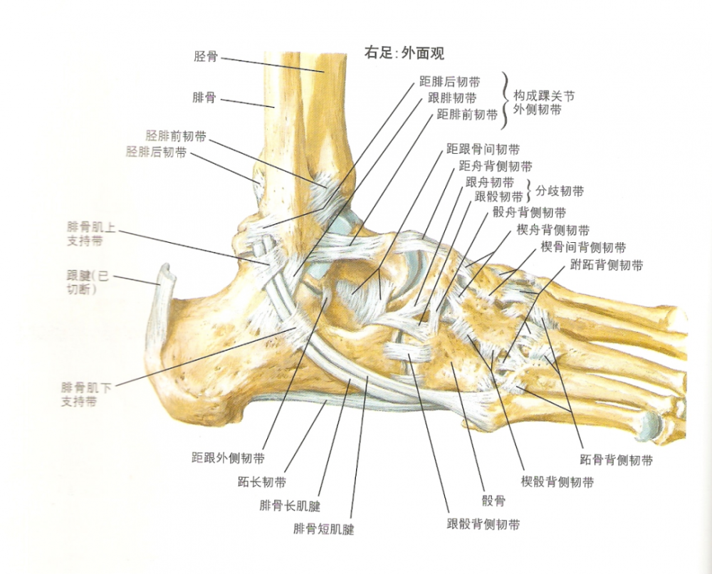 踝關節外側韌帶結構:距腓後韌帶:限制踝關節過度背屈.