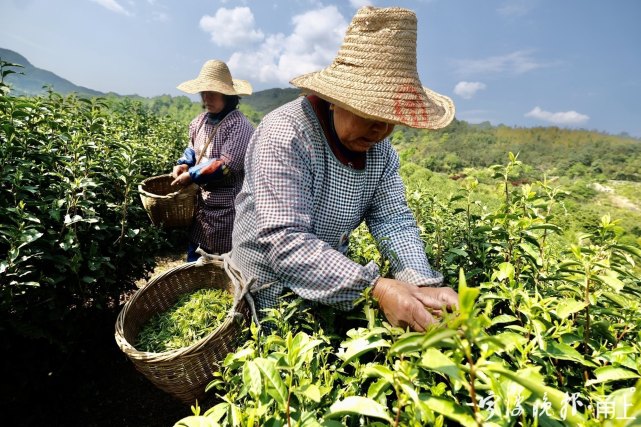 采茶季进入倒计时宁波谷雨茶其时适中