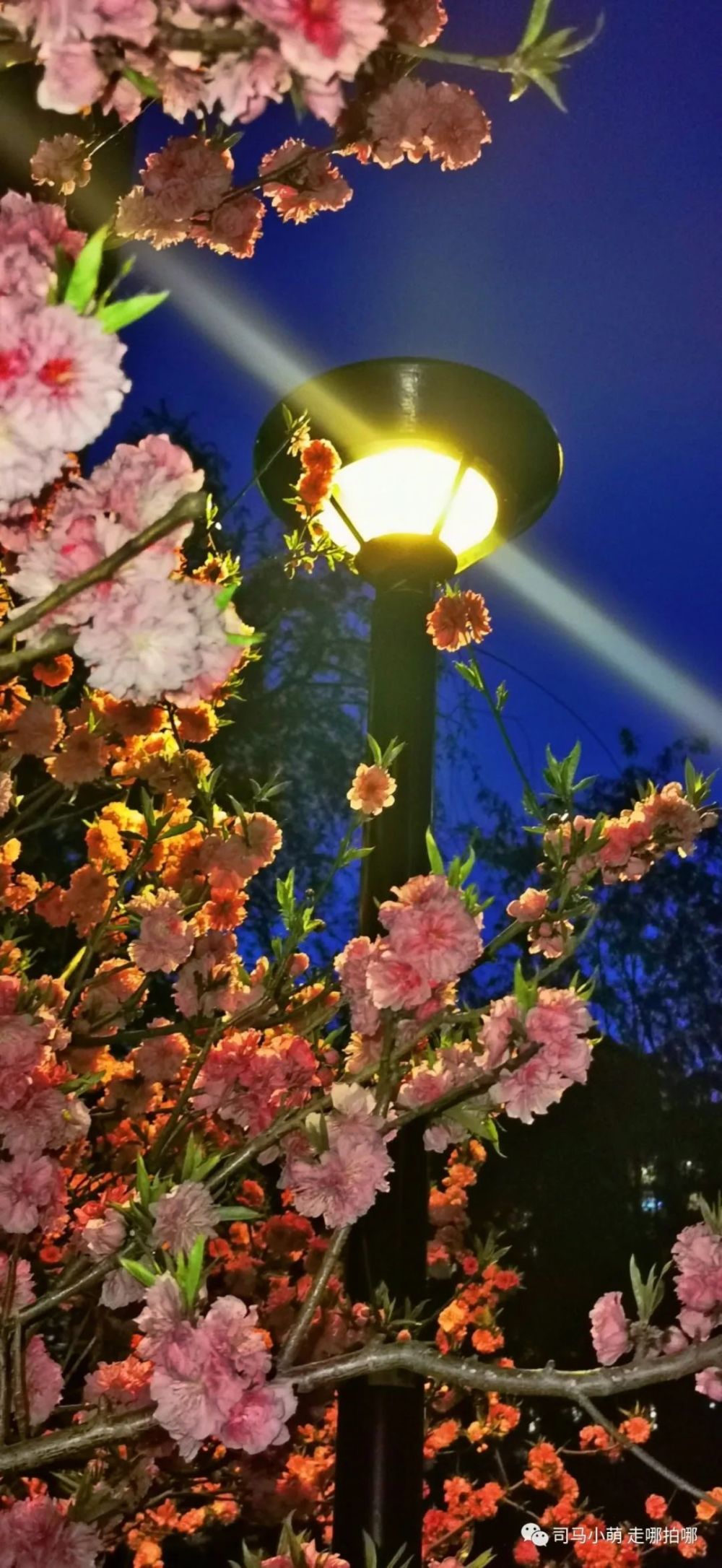 "夜来香"是怎么来的?跟着晚报界摄影大咖晚上一起拍花吧