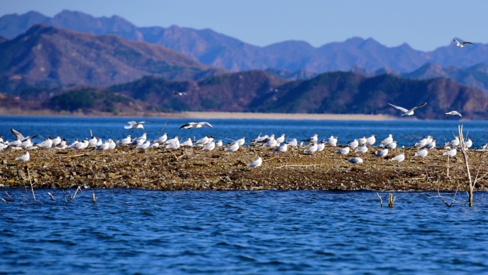 新出现的鸟类越来越多,密云水库增设专职观鸟人