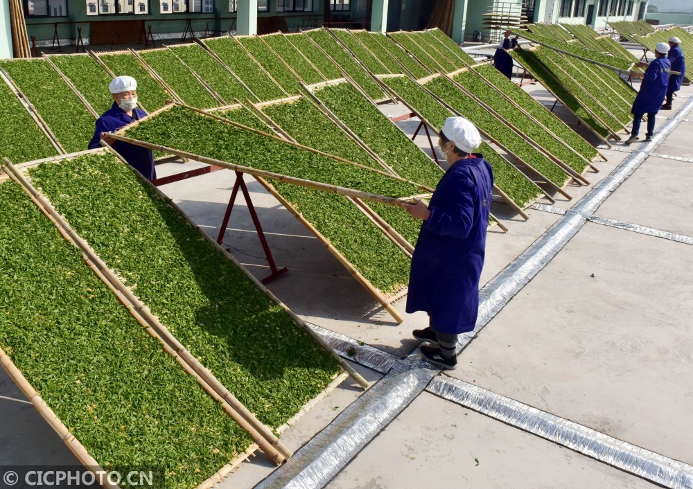 2020年4月16日,浙江武义一茶企工人将白茶铺在户外晾晒.