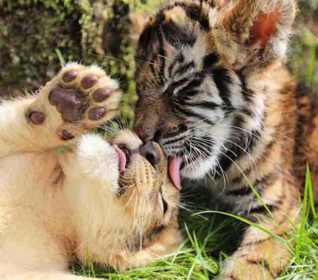 从小和老虎长大的猫咪走起路来六亲不认放回猫群后怎么样了