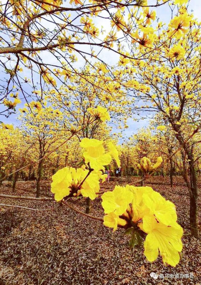 温江黄花风铃木打卡地图片