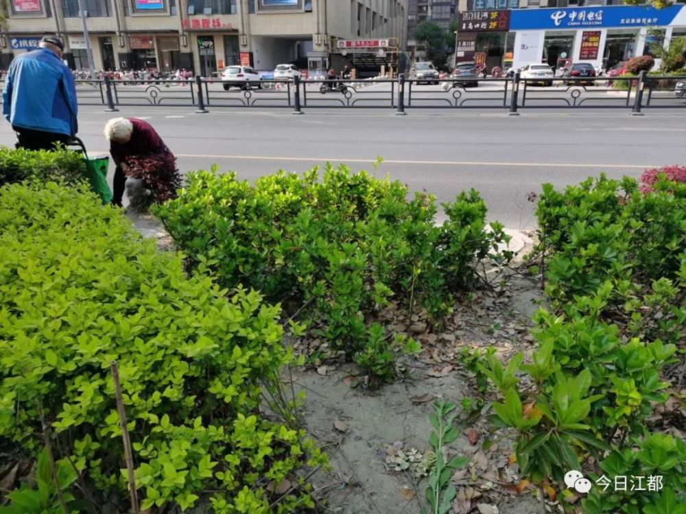 视线不畅木苗老化据介绍,文昌东路,龙川路,龙城路,建都路是江都城市