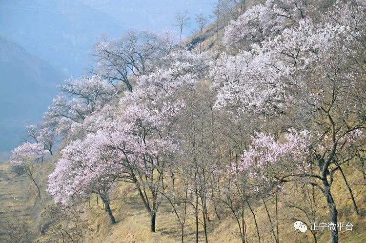 正宁春景实拍 满树杏花迎春开 腾讯新闻