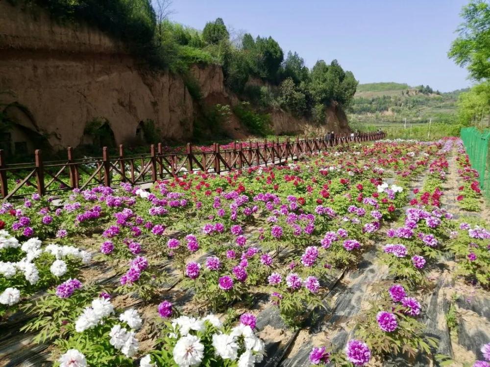 春暖花开蓝田簸箕掌美得像幅画