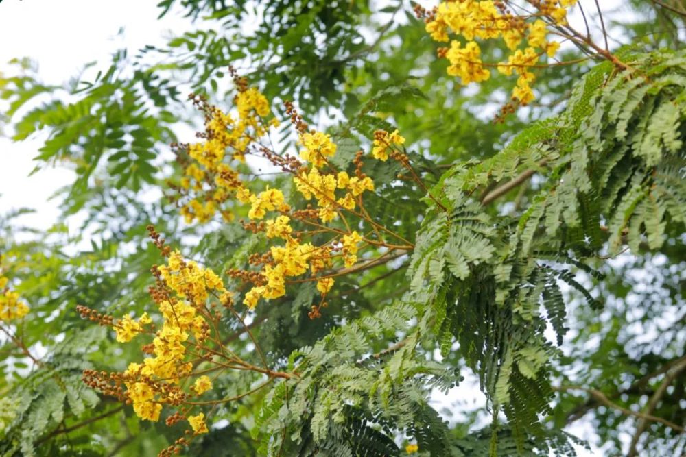 印度紫檀:我,开了个寂寞