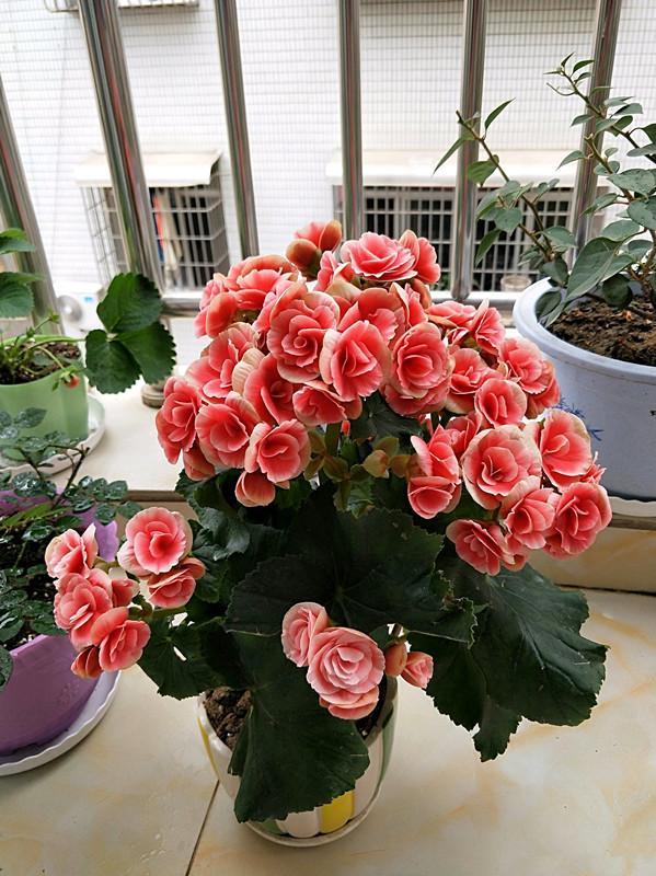 一款超漂亮的盆栽花 号称 无刺玫瑰 花期全年 很值得拥有 腾讯新闻