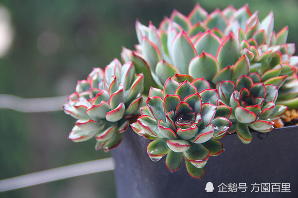 这款多肉植物 花月夜 要想养好它 秘密全在这里了 多肉 花月夜 景天科