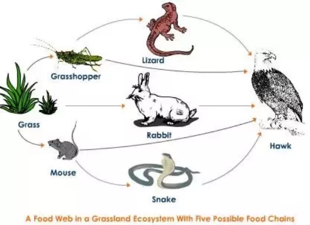 我们看到的许多食物链,最底端的一环都是植物.