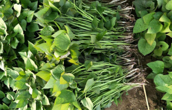 谷雨将至,红薯栽种季节到了,红薯栽种多深合适?看完心里有底了