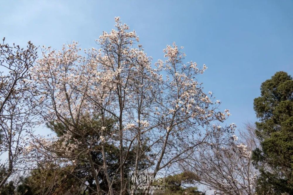 木木芙蓉花 山中发红萼 腾讯新闻