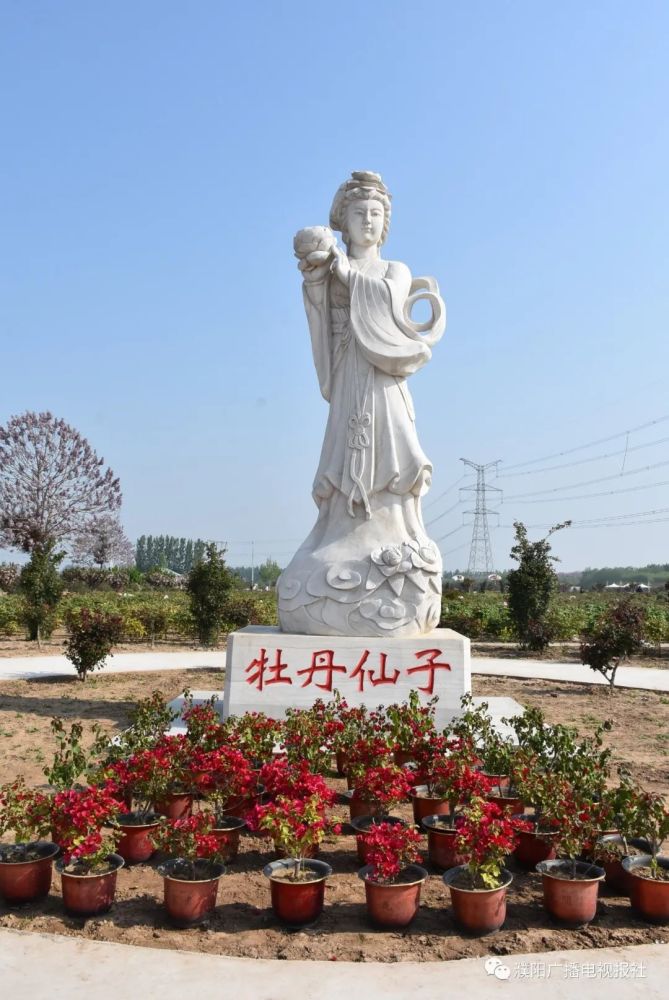 中华龙都濮阳有着悠久的牡丹栽培历史,早在八百多年前,牡丹已深入当地